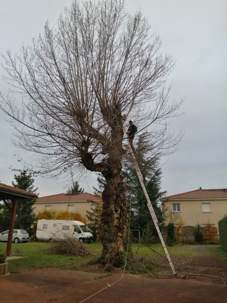 Grand peuplier têtard avant l'abattage, grimpeur sur échelle dans le houppier