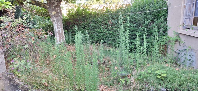 Jardin envahi d'herbes hautes au pied d'un platane, avant débroussaillage