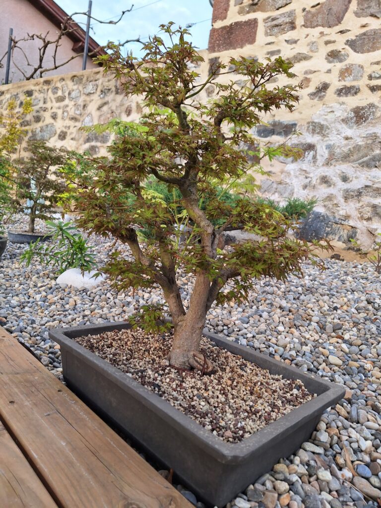 Bonsaï d'érable du Japon en coupe, sur lit de galets, devant un mur en pierre
