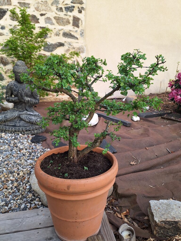 Bonsaï en formation dans un pot en terre cuite, à côté d'une statue de bouddha