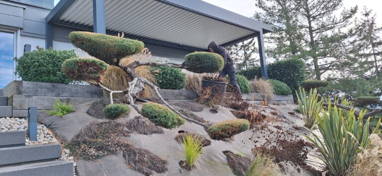 Nettoyage d'automne du talus planté de niwakis et de graminées