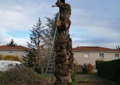 Abattage d&rsquo;un peuplier à Veauche