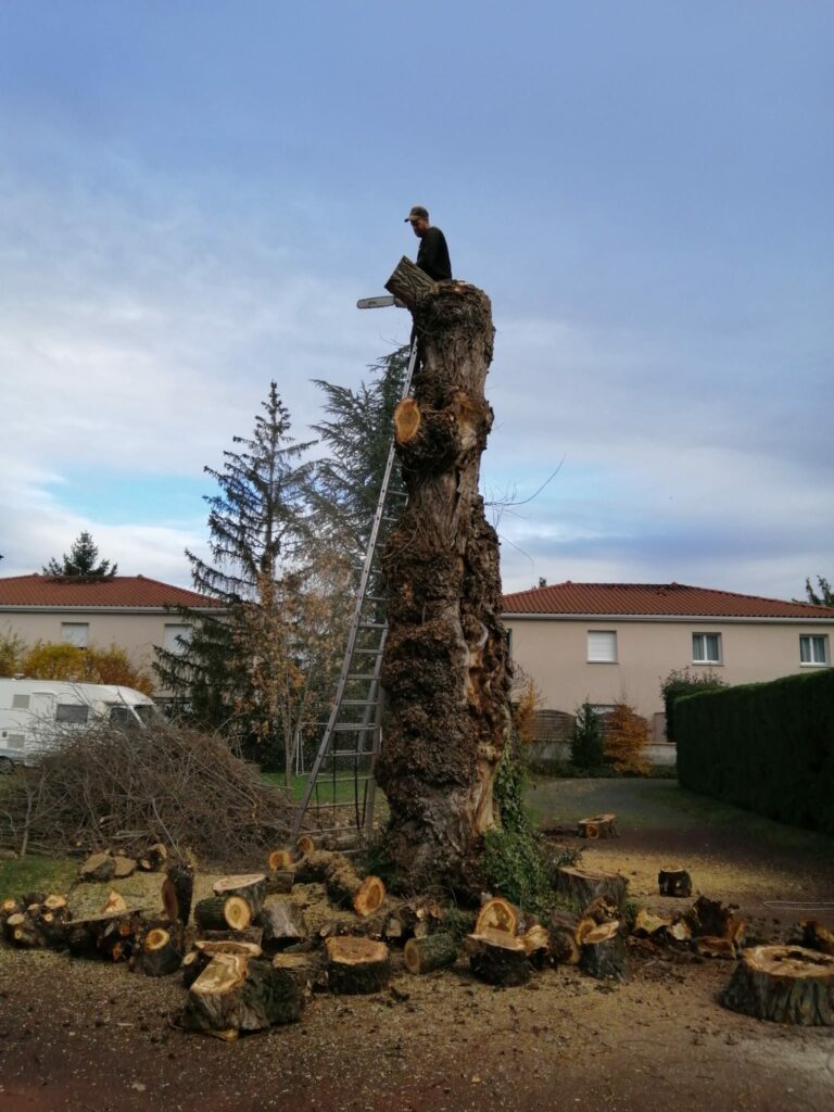 Grimpeur encordé au sommet d'un peuplier pendant le démontage, à Veauche