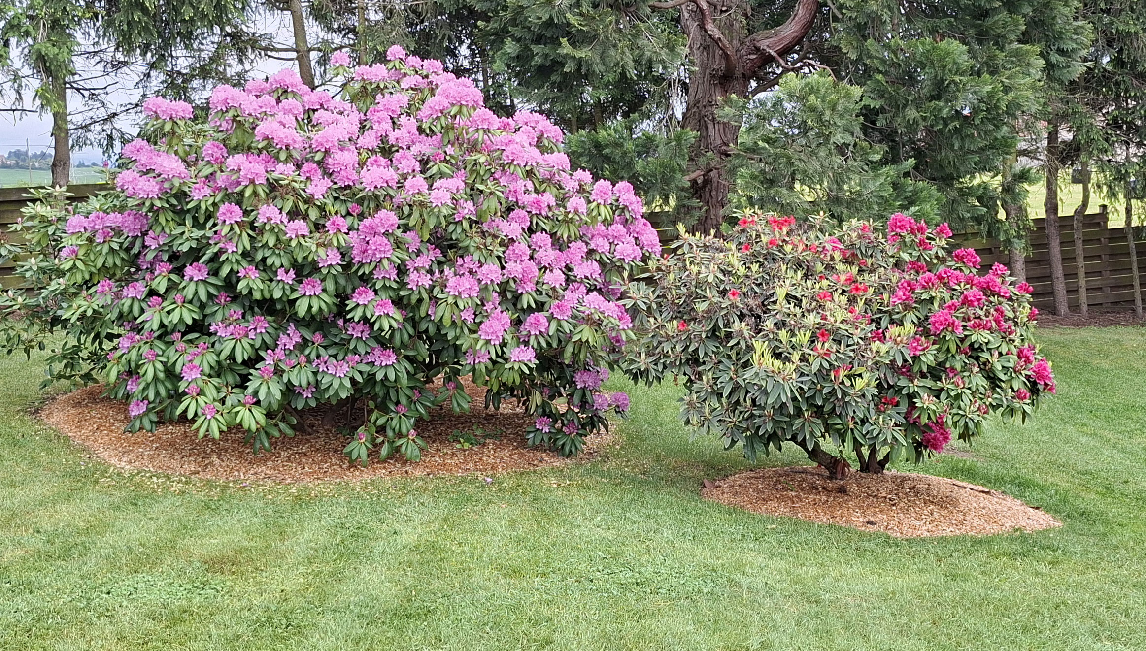 Apres Rhododendrons en pleine floraison sur une pelouse verte tondue, pieds paillés