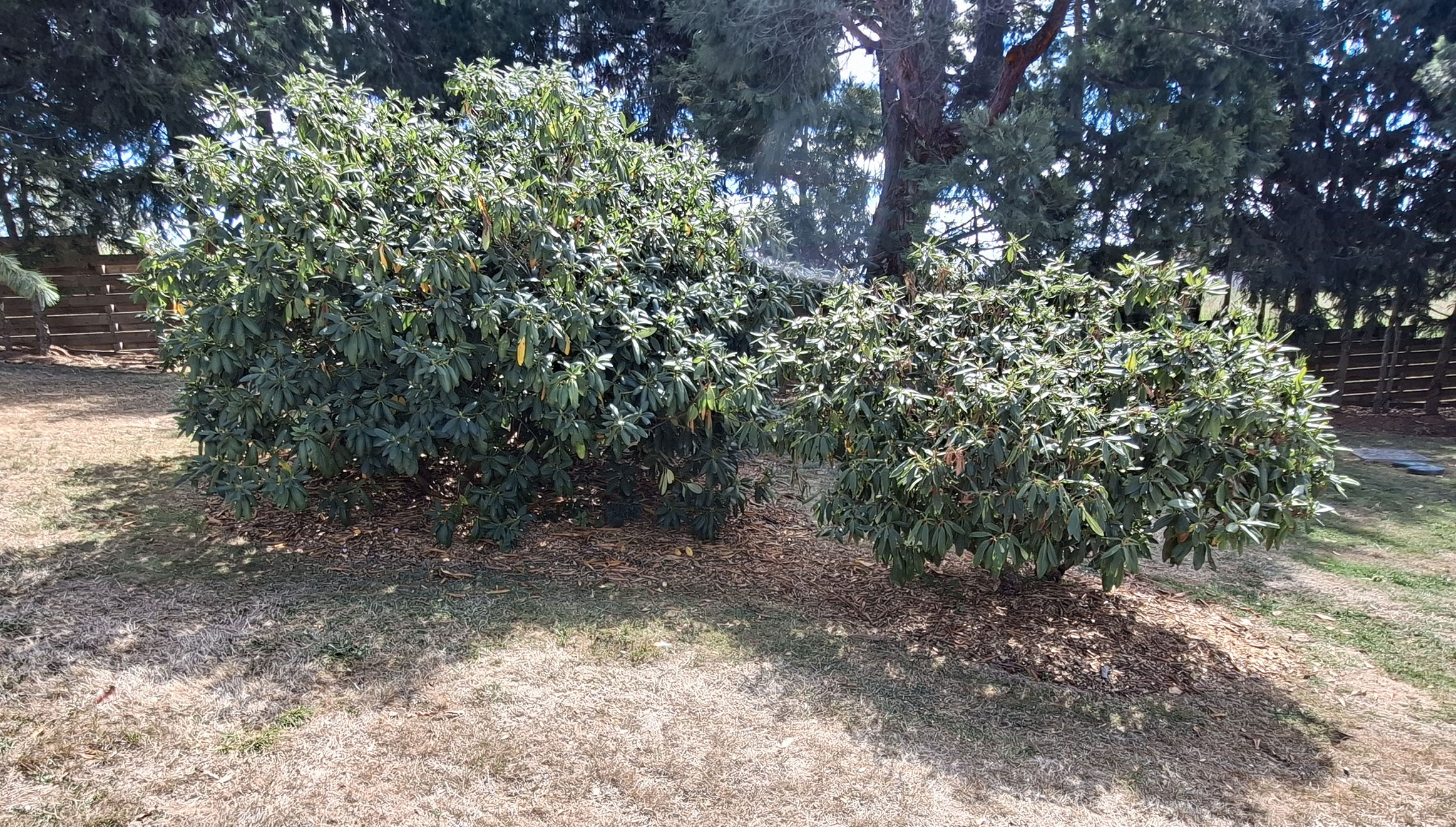 Avant Rhododendrons sans fleurs sur une pelouse jaunie par la sécheresse estivale