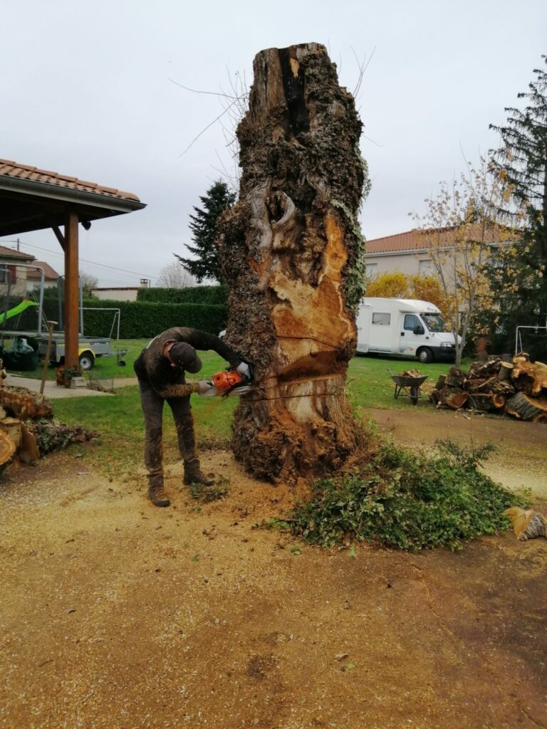 Coupe du tronc à la base à la tronçonneuse