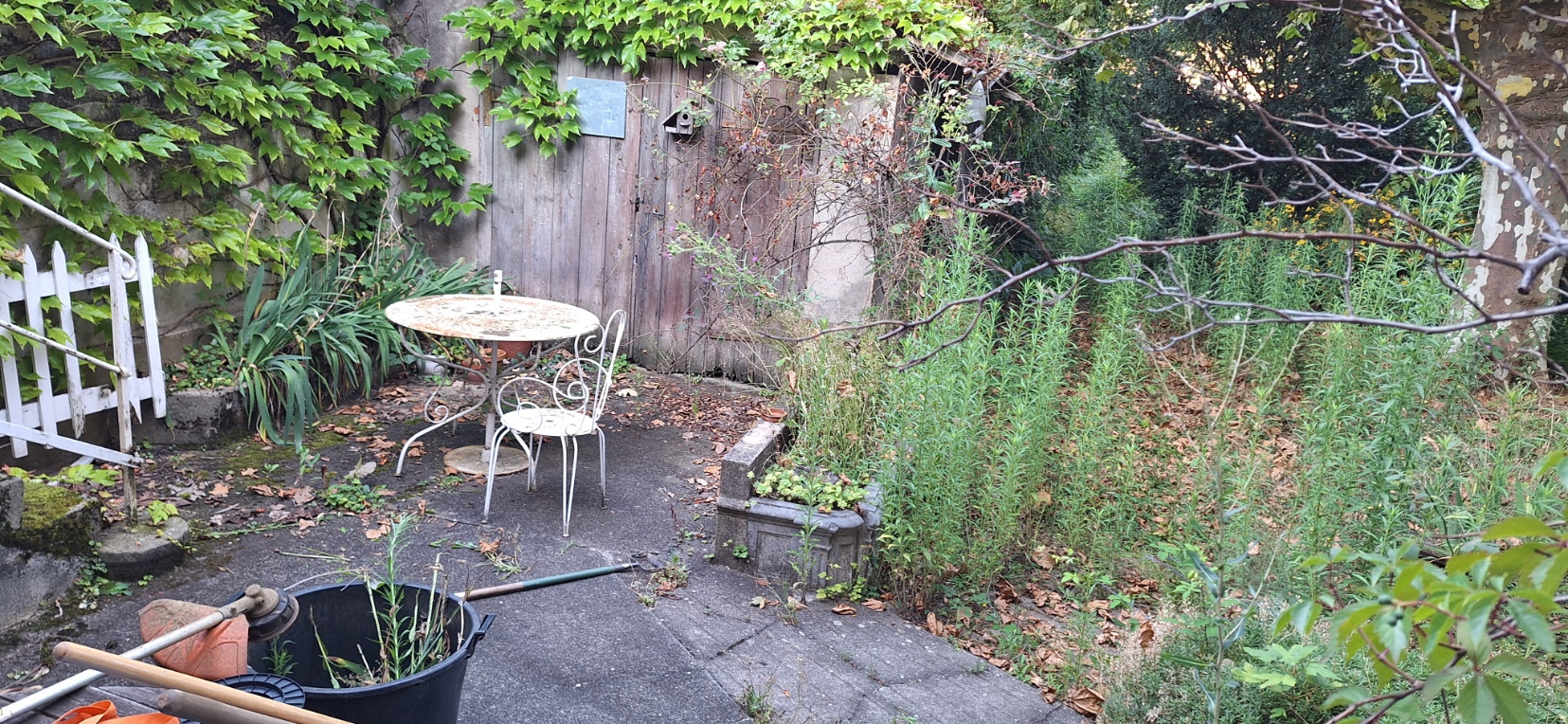 Avant Rhododendrons sans fleurs sur une pelouse jaunie par la sécheresse estivale